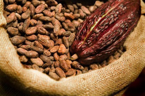 Cacao tổng hợp hạn chế khối u phát triển