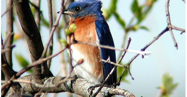 Chim truyền thông điệp thành công trong tiếng hót