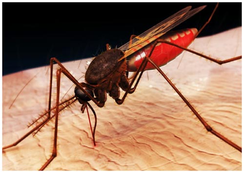 Muỗi đột biến chống lại sốt rét