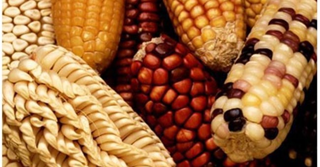 Người Mexico trồng ngô từ 10.000 năm trước