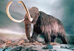 Phát hiện hóa thạch xương voi Mamút ở Mêhicô