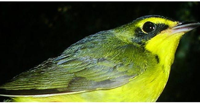 Chim di trú học <i>“ngôn ngữ địa phương”</i>