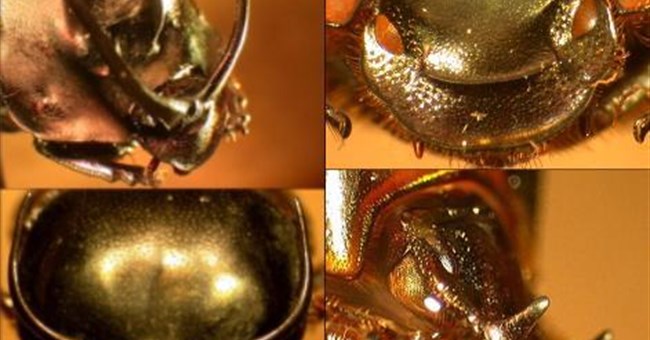 Đôi sừng to khiến cơ quan giao phối nhỏ 