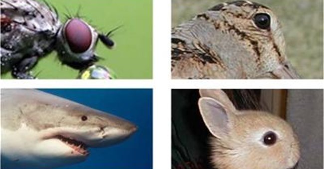 Mắt tiến hóa để có năng lực tia X