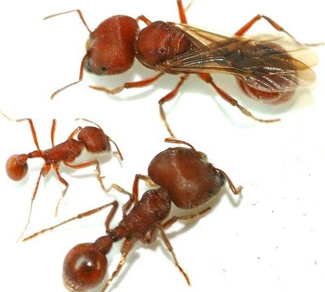 Phát hiện mấu chốt về địa vị xã hội của loài kiến 
