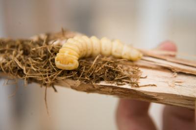 Nấm giúp bọ cánh cứng tiêu hóa gỗ 
