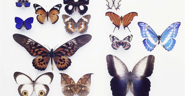 Tại sao bướm có đốm mắt? 