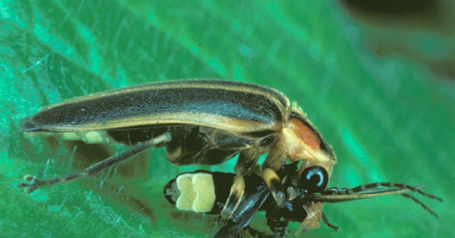 Đom đóm đang ngày một suy giảm