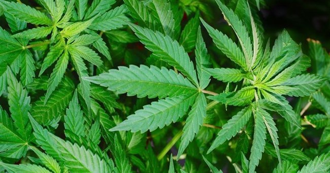 Dược phẩm chế từ cần sa không gây “phê” 