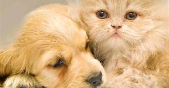 Chó và mèo có thể chung sống hòa thuận 