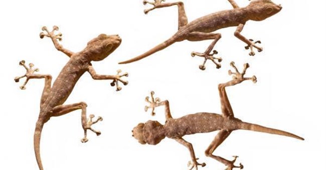 Chất dính tự làm sạch lấy ý tưởng từ đôi chân tắc kè 