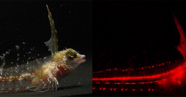 Loài cá phát huỳnh quang đỏ 