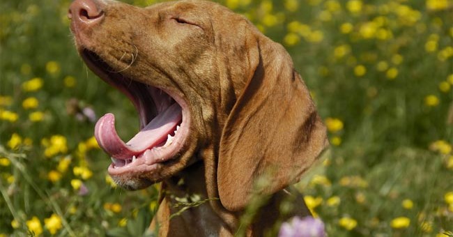 Chó cũng ngáp theo người 