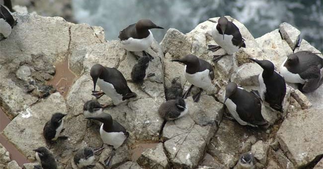 Thiếu thức ăn khiến chim non bị giết hại