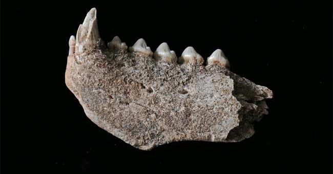 Người Nêandectan ăn thịt hải cẩu và cá heo 