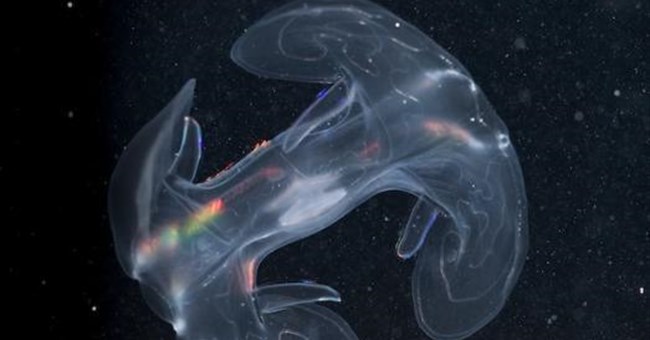 Hàng trăm loài mới phát hiện tại rặng san hô ở Australia (Phần I)