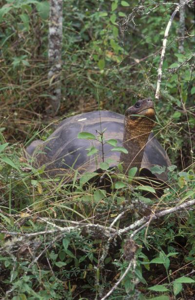Một số loài rùa Galapagos không tuyệt chủng mãi mãi 