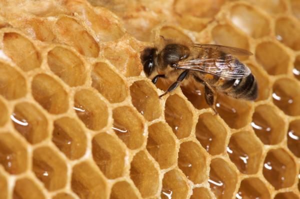 Phát triển quá nhanh dẫn đến chết sớm ở ong mật 