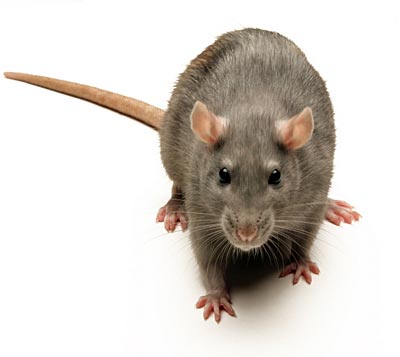 Chiến dịch tiêu diệt toàn bộ chuột trên Đảo…chuột 