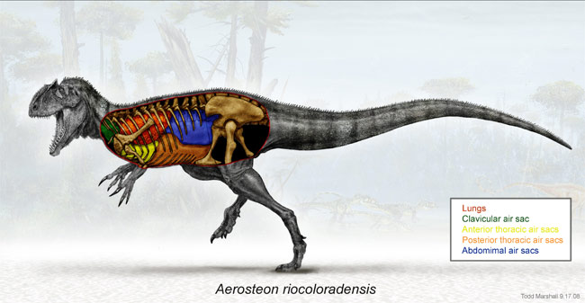 Loài khủng long to bằng xe buýt hô hấp giống chim 