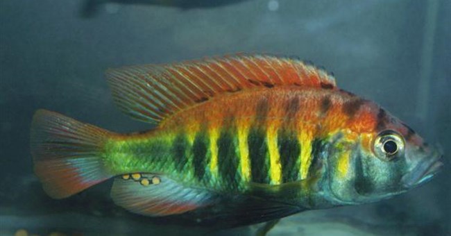 Loài cá mới xuất hiện tùy theo cách con cái chọn con đực 