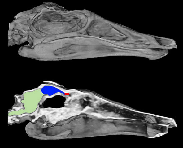 Khủng long T. rex là sát thủ thực sự