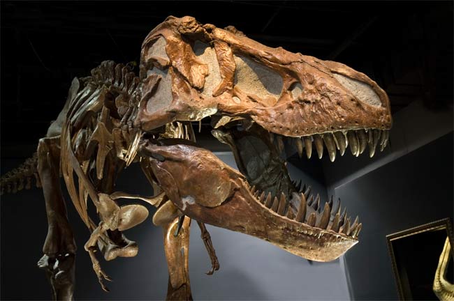Khủng long T. rex là sát thủ thực sự 