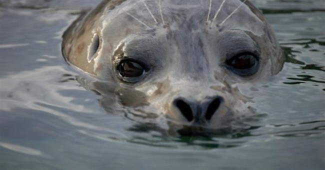 Ô nhiễm thủy ngân làm tổn thương hải cẩu 
