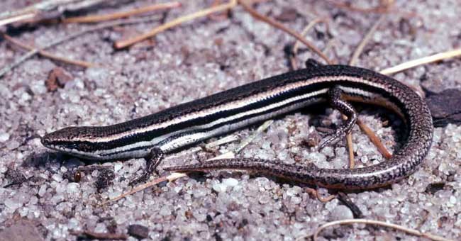 Thằn lằn chi tiêu biến