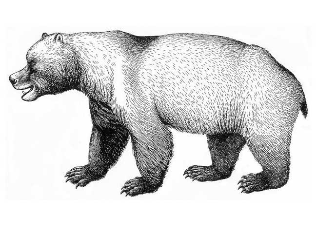 Bí ẩn sự kiện tuyệt chủng của loài gấu hang
