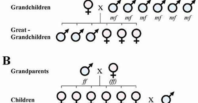 Con trai hay con gái phụ thuộc vào bố
