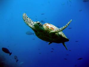 Hành trình đáng kinh ngạc của rùa biển