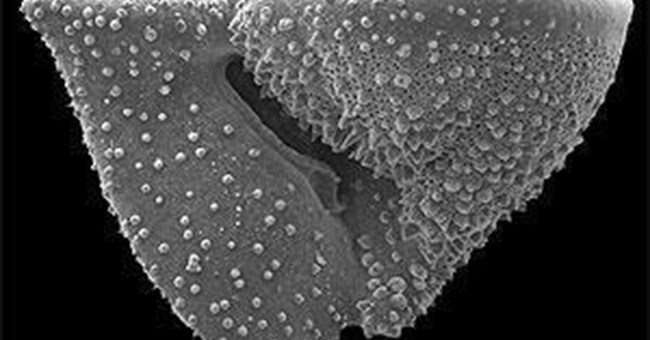 Thách thức đối với lý thuyết về nguồn gốc các loài