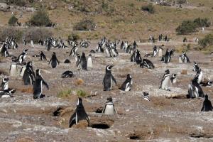 Công viên mới bảo tồn chim cánh cụt và các loài vật biển tại Argentina