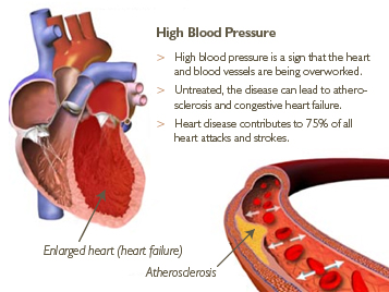 Phân tử kiểm soát huyết áp