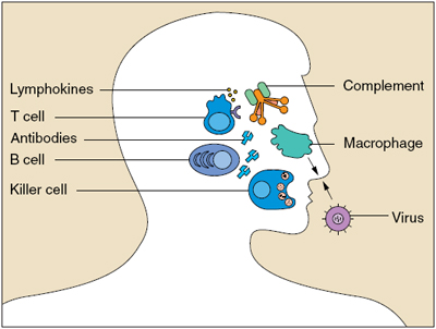 Cấu trúc não củng cố khả năng miễn dịch