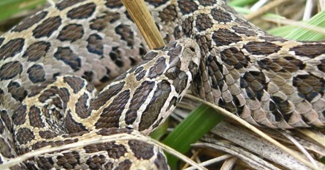 Ăn thịt đồng loại giúp rắn đuôi chuông cái khôi phục sau sinh