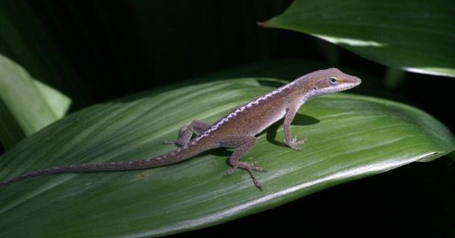 Thằn lằn ngắt đuôi để trở thành diễn viên nhào lộn