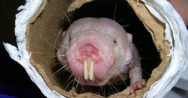 Chuột chũi và quá trình chống lão hóa thành công