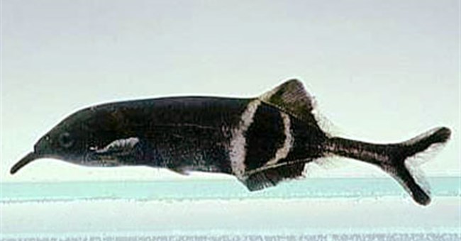 Cá cũng có tiếng sét ái tình 