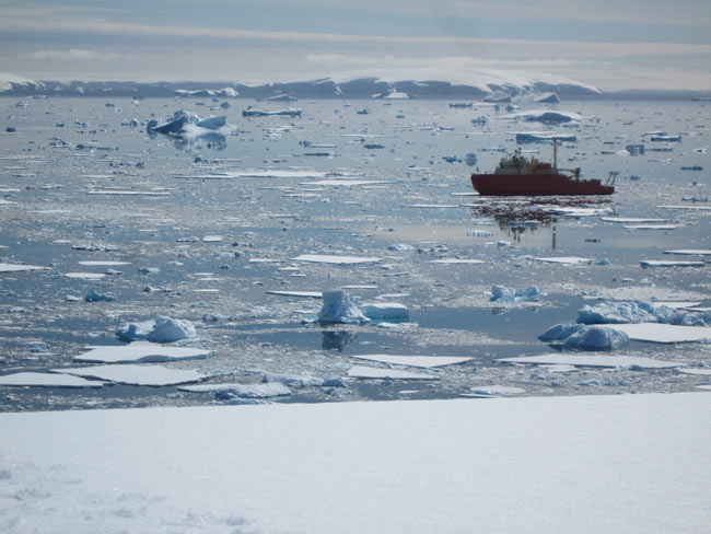 Khí hậu nóng lên ảnh hưởng tới chuỗi thức ăn Nam Cực