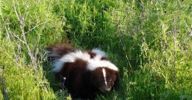 Loài vật ăn thịt tiến hóa để tránh lẫn nhau