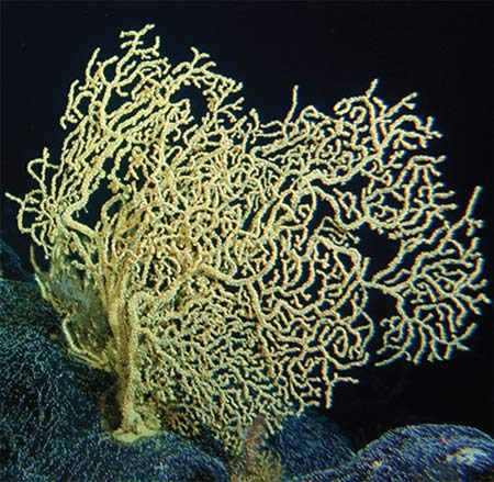 San hô- sinh vật biển già nhất