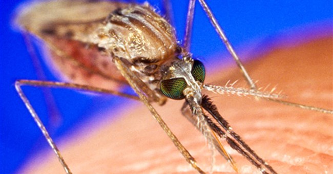 Muỗi biến đổi gien có thể là đồng minh chống sốt rét 