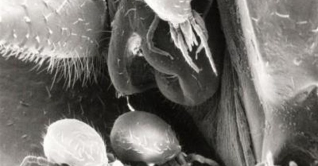 Ve sống cộng sinh trên gián gió có thể giảm nguy cơ dị ứng cho người 