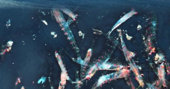 Cácbon biển: Giả thuyết làm giàu sắt 