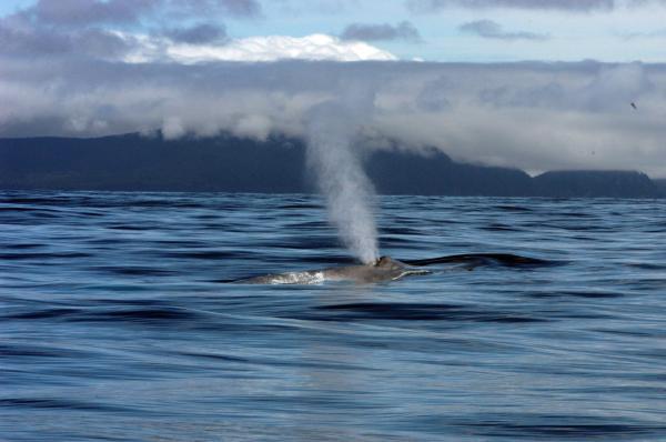 Cá voi xanh tái lập mô hình di trú lịch sử 