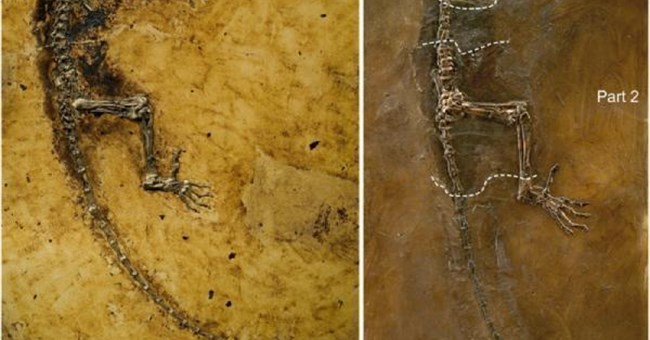 Phát hiện hóa thạch tổ tiên chung của con người và các loài linh trưởng hiện đại 