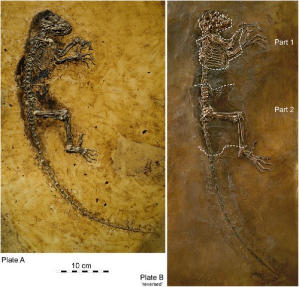 Phát hiện hóa thạch tổ tiên chung của con người và các loài linh trưởng hiện đại 