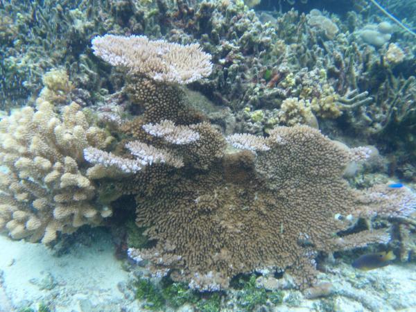 Các rặng san hô chịu nhiệt: đấu tranh sinh tồn khi Trái đất nóng lên